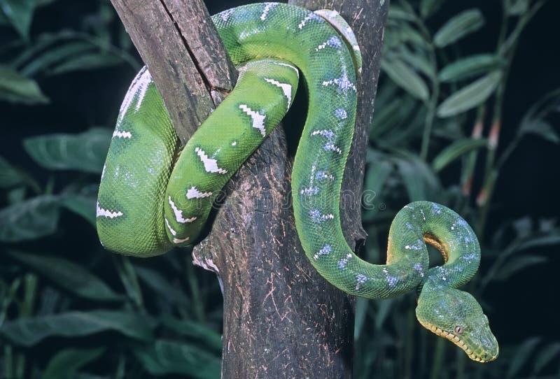 Boa del árbol de la Serpiente-Esmeralda imágenes de archivo libres de regalías Boa del árbol de la Serpiente-Esmeralda imágenes de archivo libres de regalías