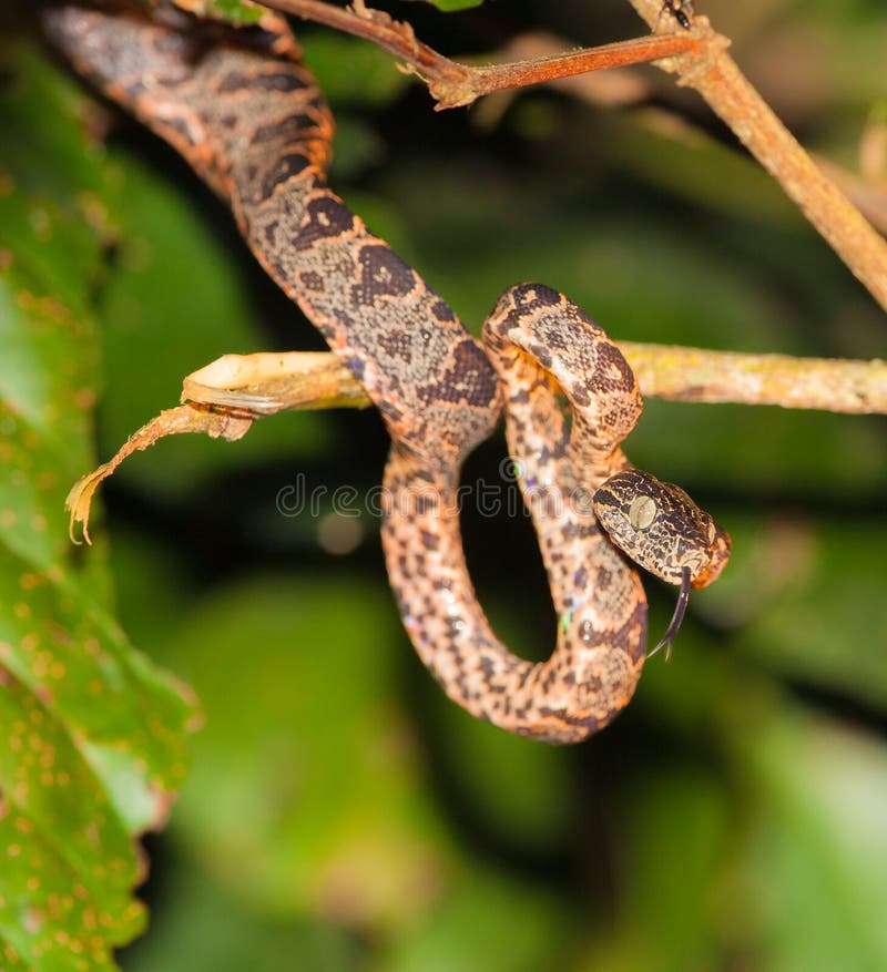 This juvenile Amazon Tree Boa (Corallus hortulanus) is a medium sized Boa which is well adapted to it's arboreal habitat and nocturnal activity thanks to it's prehensile tail and night-sensitive cat-like eyes. This juvenile Amazon Tree Boa (Corallus hortulanus) is a medium sized Boa which is well adapted to it's arboreal habitat and nocturnal activity thanks to it's prehensile tail and night-sensitive cat-like eyes.