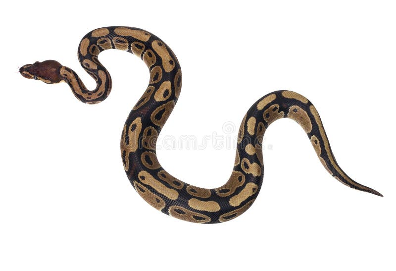 Blue snake skin stock image. Image of fashion, poison - 2359503