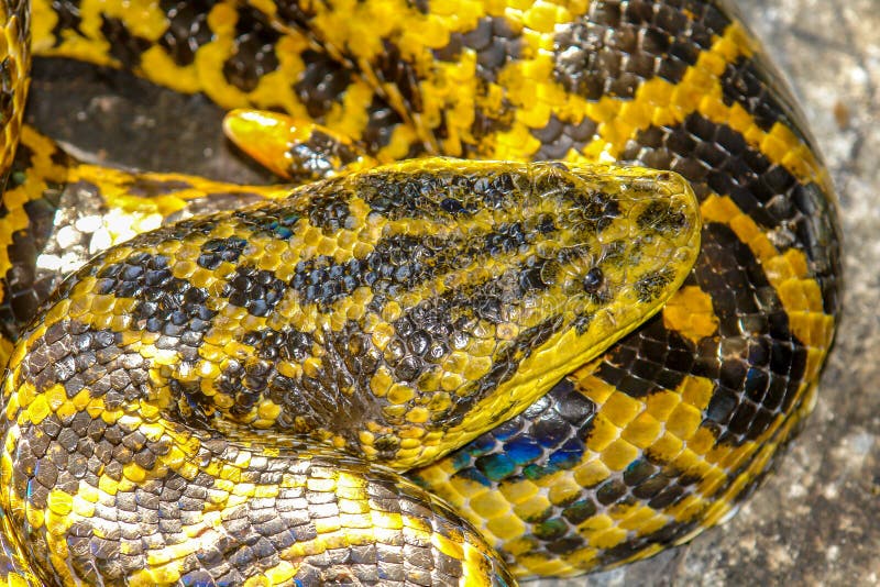 boa constrictor snake picture boa constrictor snake picture