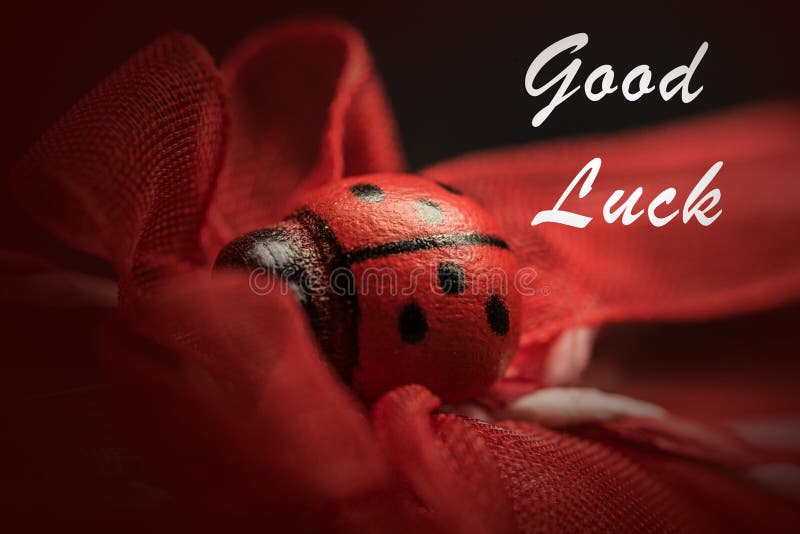 Boa sorte, foto de close-up com ladybug red foto de stock