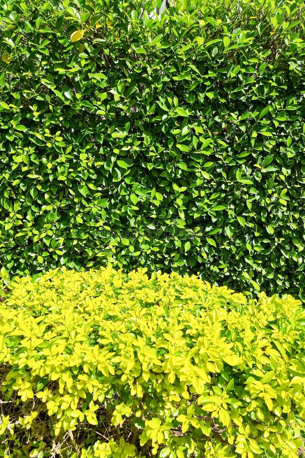 Boa textura da parede da árvore. fotografia de stock