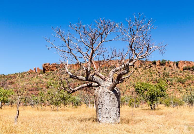 Boab träd i inlands- lantliga Australien arkivbilder Boab träd i inlands- lantliga Australien arkivbilder
