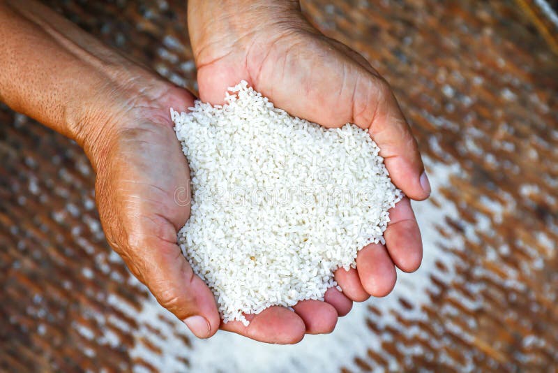 Boabe de orez în mâinile agricultorului orez cu boabe albe de orez organic din Asia royalty free stock images