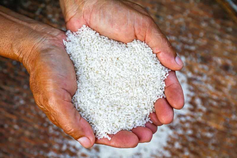 Boabe de orez în mâinile agricultorului orez cu boabe albe de orez organic din Asia royalty free stock photo