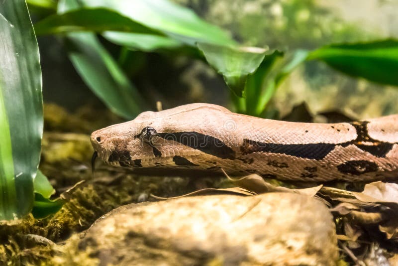 Boaconstrictor, art av den stora skurkroll-förkroppsligade ormen royaltyfri foto Boaconstrictor, art av den stora skurkroll-förkroppsligade ormen royaltyfri foto