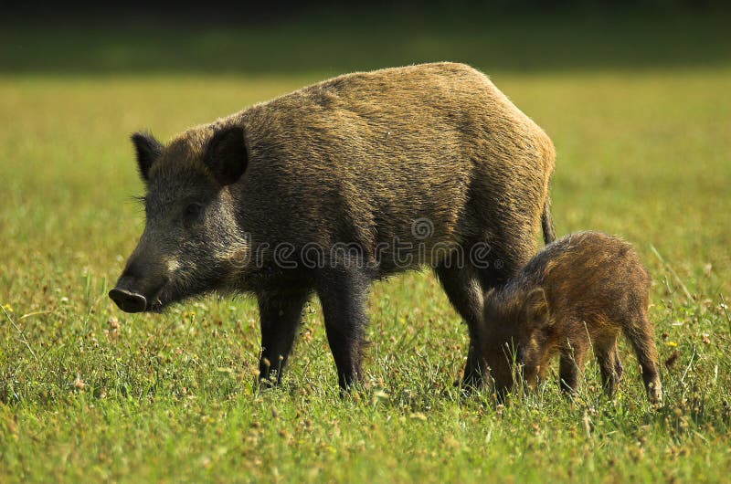 Boar