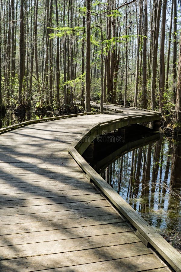 Boardwalk In The Swamp Stock Image Image Of Pond Head 89996333