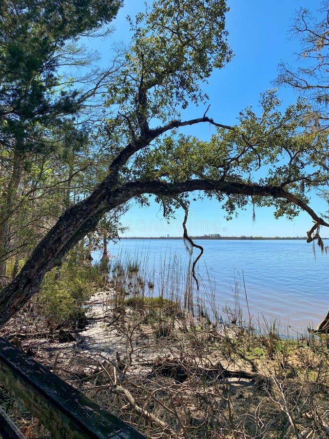 Mobile, Alabama Skyline on the Horizon from Blakeley State Park is