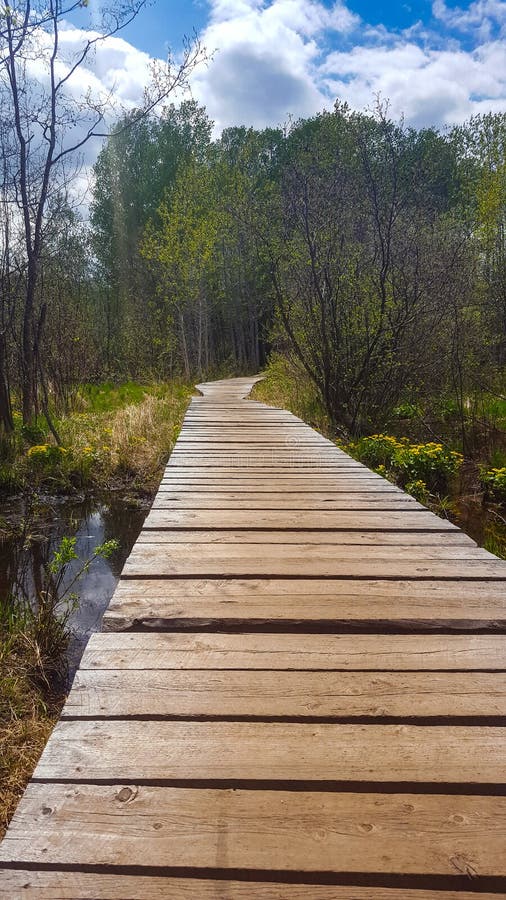 Boardwalk Through Wetland Nature Reserve in Hartley Park royalty free stock photo Boardwalk Through Wetland Nature Reserve in Hartley Park royalty free stock photo
