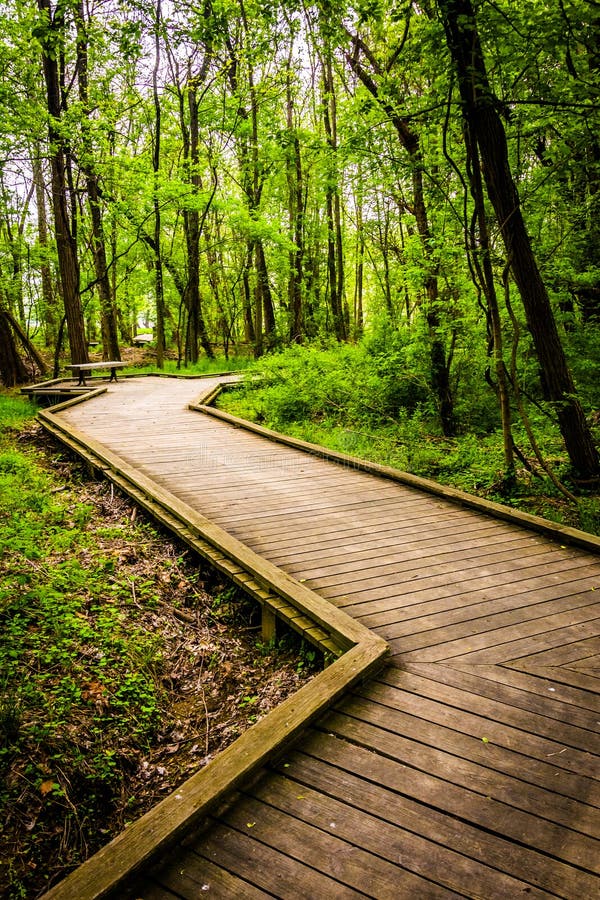 Boardwalk ślad przez lasu przy Wildwood parkiem zdjęcie royalty free Boardwalk ślad przez lasu przy Wildwood parkiem zdjęcie royalty free