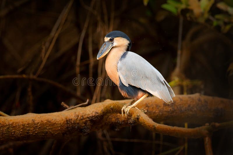 Boat bill bird detail. Boat-billed heron, Cochlearius cochlearius, sitting on the branch near the river water, Yucatan, Mexico. royalty free stock photos Boat bill bird detail. Boat-billed heron, Cochlearius cochlearius, sitting on the branch near the river water, Yucatan, Mexico. royalty free stock photos