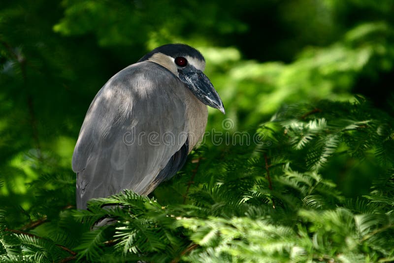 A boat-billed heron in a tree