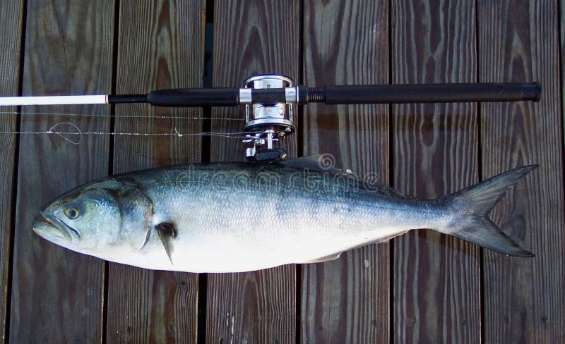 Boat Rod and Bluefish