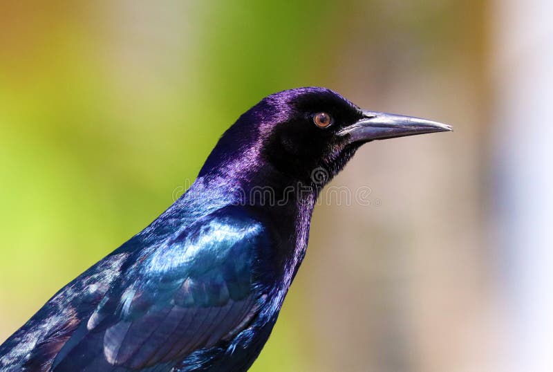 Boat-tailed grackle passerine bird beach avian of south florida Miami