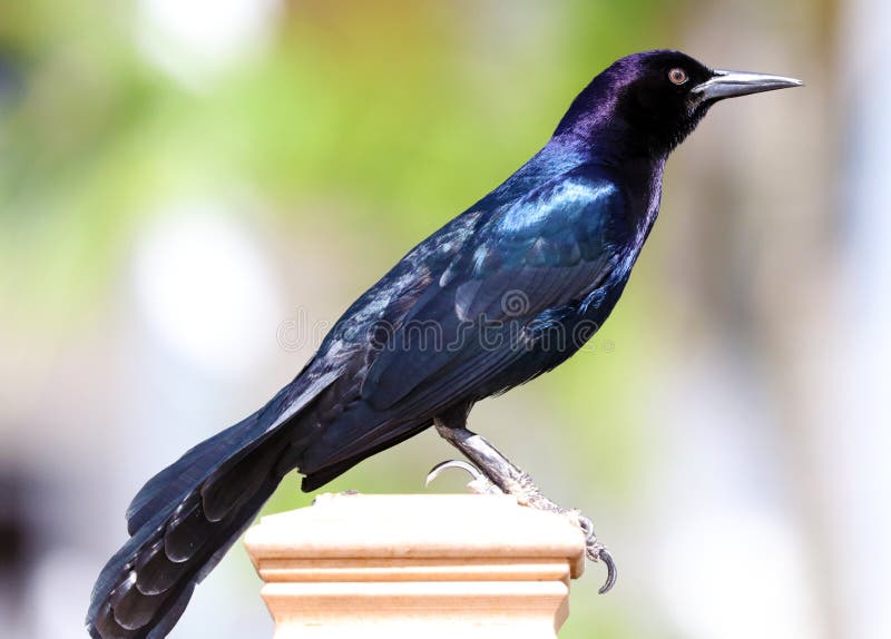 Boat-tailed grackle passerine bird beach avian of south florida Miami