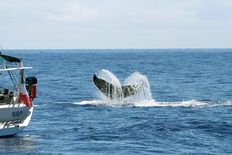 Boat and whale tail