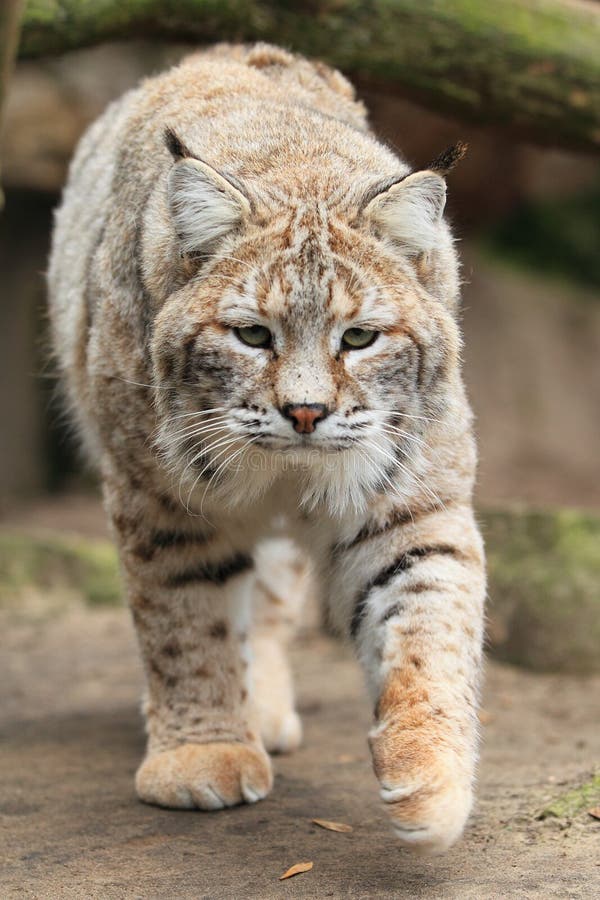 Bobcat