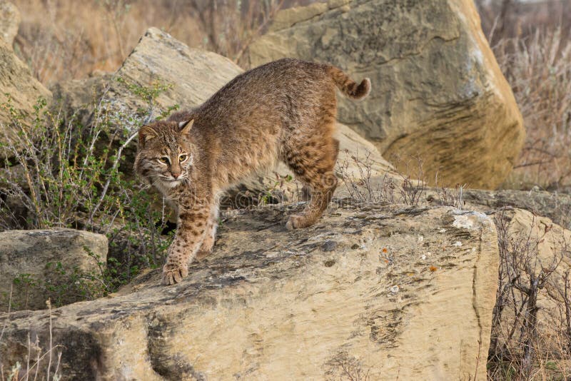 Bobcat on hunt stock photo. Image of hunt, feline, hunting 84523404