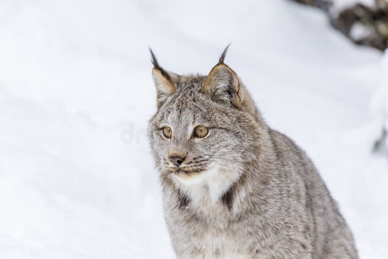 Bobcat In The Snow