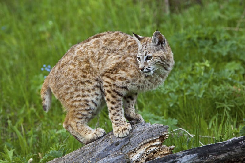 Bobcat Lynx rufus cat wildlife wild animal