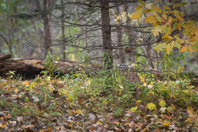 Bobcat Lynx rufus Camoflauged in Autumn Environment