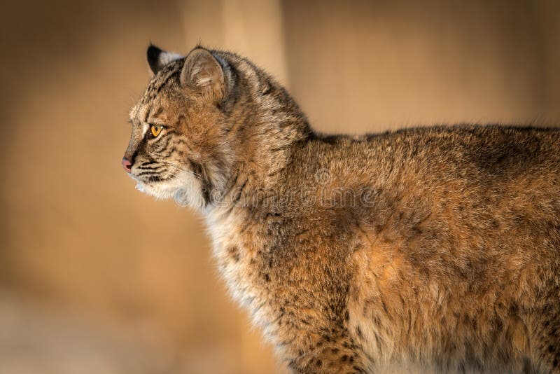 Bobcat Lynx rufus Closeup Profile stock photos