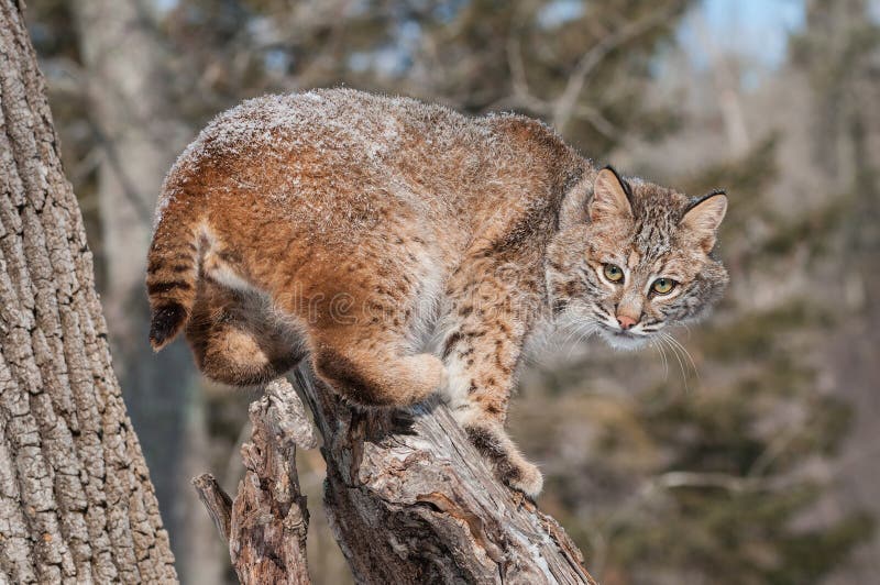 8,019 Bobcat Stock Photos - Free & Royalty-Free Stock Photos from Dreamstime 8,019 Bobcat Stock Photos - Free & Royalty-Free Stock Photos from Dreamstime