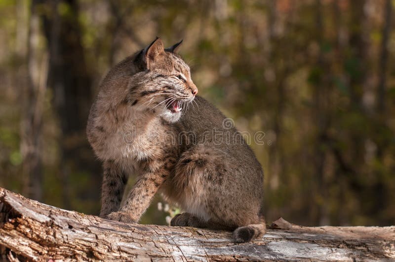 Bobcat (Lynx rufus) Looks Right with Open Mouth - captive animal. Log animal stock images, royalty-free photos and pictures