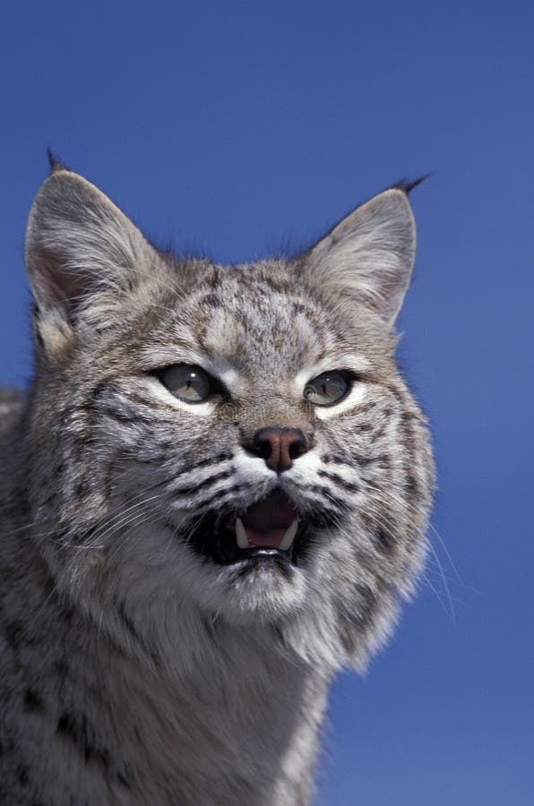 Bobcat, Lynx Rufus, Portrait of Adult Against Blue Sky, Canada Stock Photo  - Image of head, front: 196307534