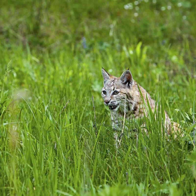 Bobcat in the mountains