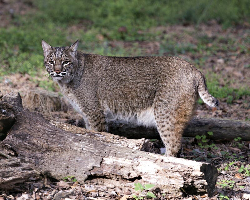 Bobcat Photos. Image. Portrait. Picture. Bobcat Animal Close-up Profile View Foraging. Looking at Camera Stock Image - Image of looking, background: 173737493 Bobcat Photos. Image. Portrait. Picture. Bobcat Animal Close-up Profile View Foraging. Looking at Camera Stock Image - Image of looking, background: 173737493