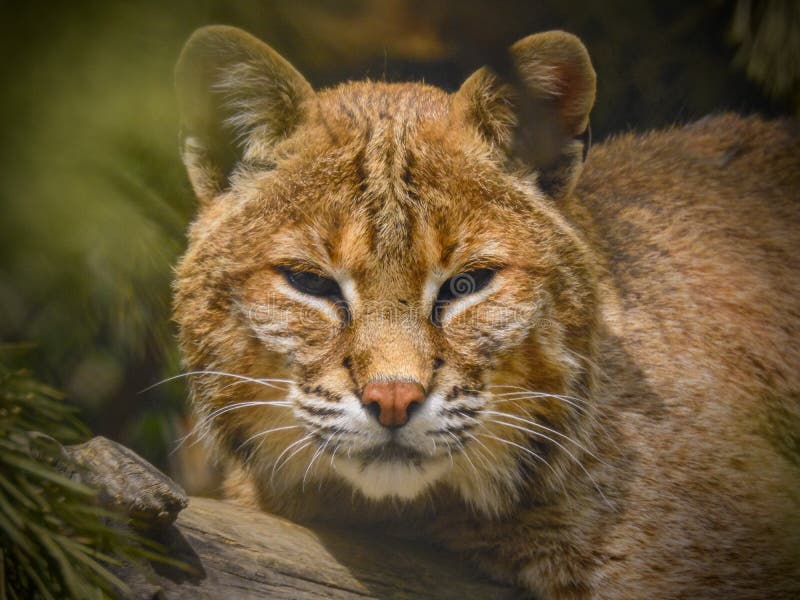 Bobcat or Red Lynx is Native To North America. Stock Image - Image of  america, looks: 231937537