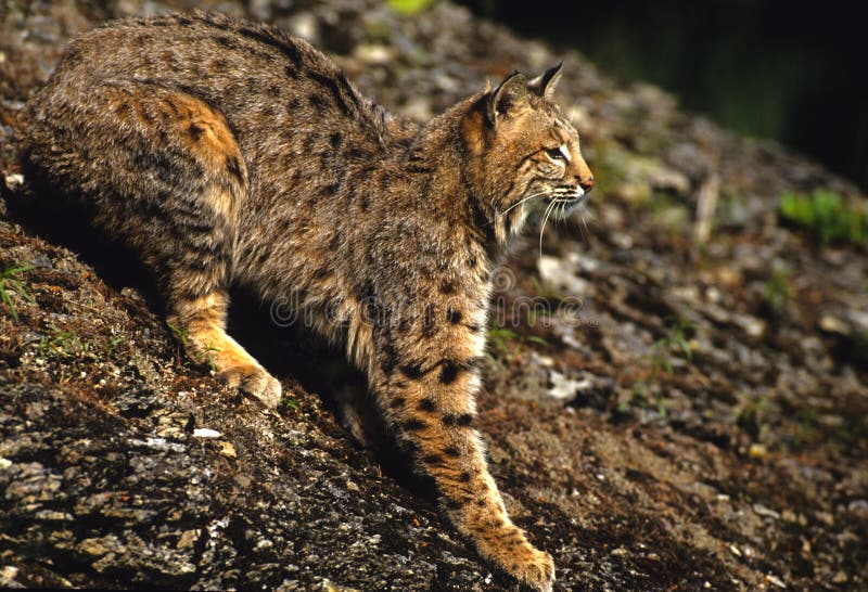 Bobcat on Rock