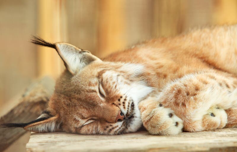 Bobcat sleeping stock photo. Image of hunter, like, captivated 20285452