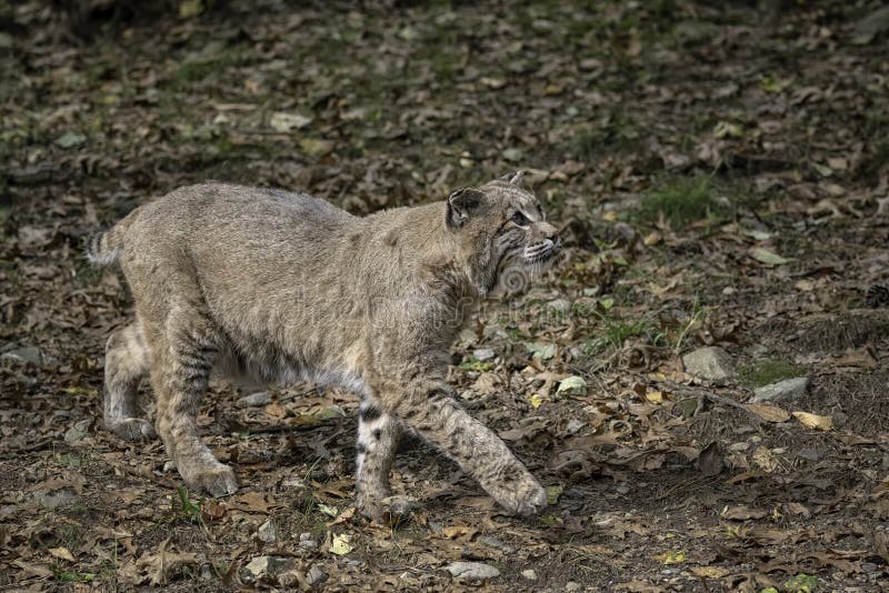 Bobcat Walking par une clairière recherchant photos stock Bobcat Walking par une clairière recherchant photos stock