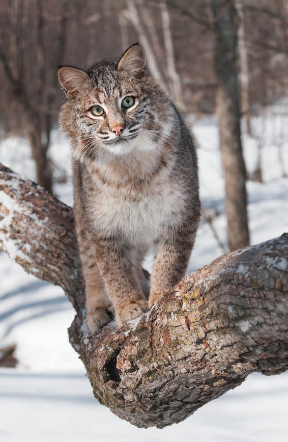 Bobcat (Lynx rufus) Walks Forward on Tree Branch - captive animal. Bobcat (Lynx rufus) Walks Forward on Tree Branch - captive animal