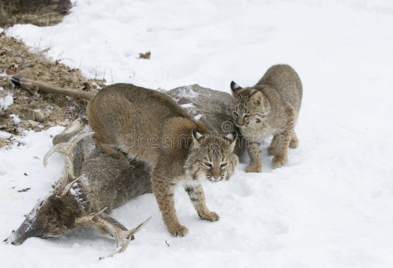 Bobcats In Northern Minnesota Stock Photo Image of bobcat, outdoors