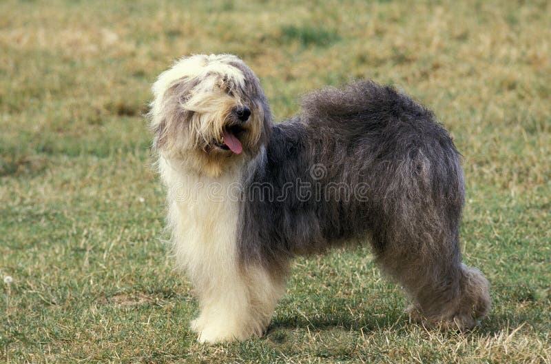 Old English Sheepdog Resting In Green Grass Stock Photo, Picture