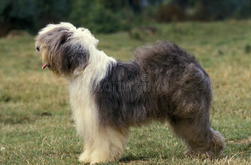 Bobtail Dog Lying Comfortably On The Grass Stock Photo - Download Image Now  - Old English Sheepdog, Dog, Animal - iStock