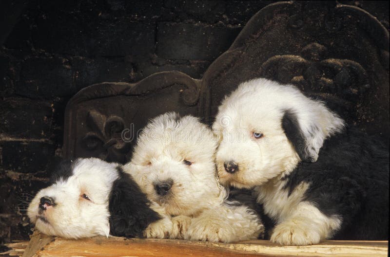 Bobtail Dog Lying Comfortably On The Grass Stock Photo - Download Image Now  - Old English Sheepdog, Dog, Animal - iStock