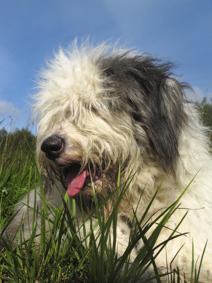 Bobtail Hund Oder Alter Englischer Schäferhund, Die Auf Grünes Gras