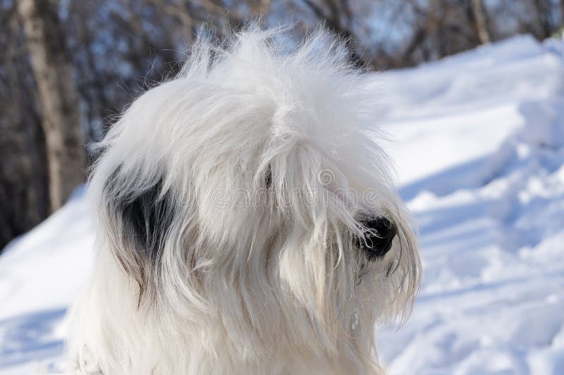 Bobtail Hund stockfoto. Bild von tier, freund, lüge, draußen 26414164