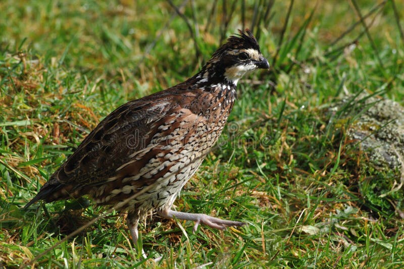 Bobwhite quail