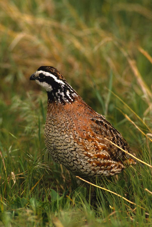 Bobwhite Quail Male stock image. Image of bobwhite, bird 12430331