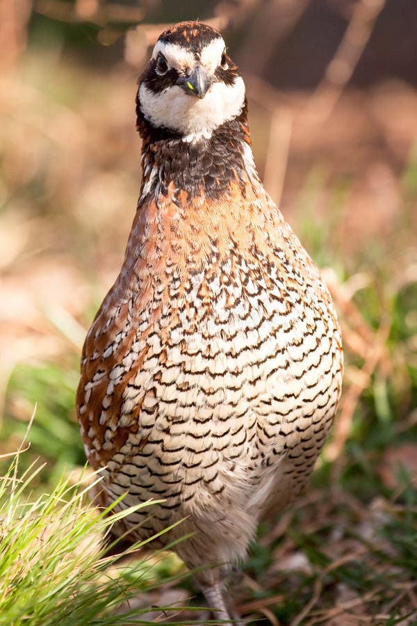 bobwhite quail flying