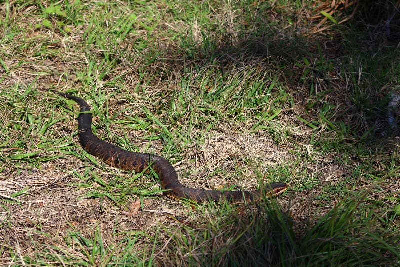 Boca De Algodón Del Mocasín De Agua Aka Imagen de archivo Imagen de