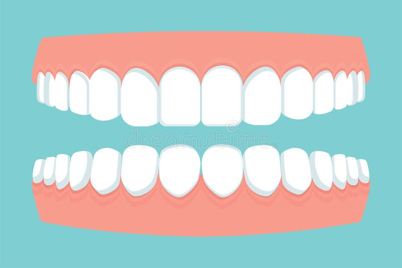Boca humana abierta con mandíbulas llenas de dientes encías aisladas. concepto de estomatología dental. clienta médico brillante d