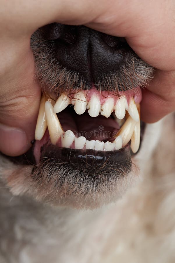 Dente Canino Del Cane Nel Cattivo Stato Fotografia Stock Immagine di