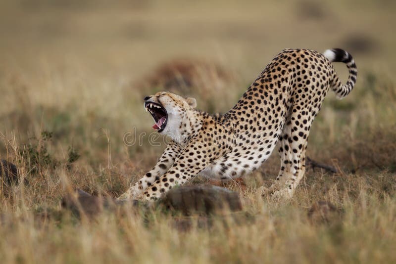 Bocejando e esticando a chita, Masai Mara